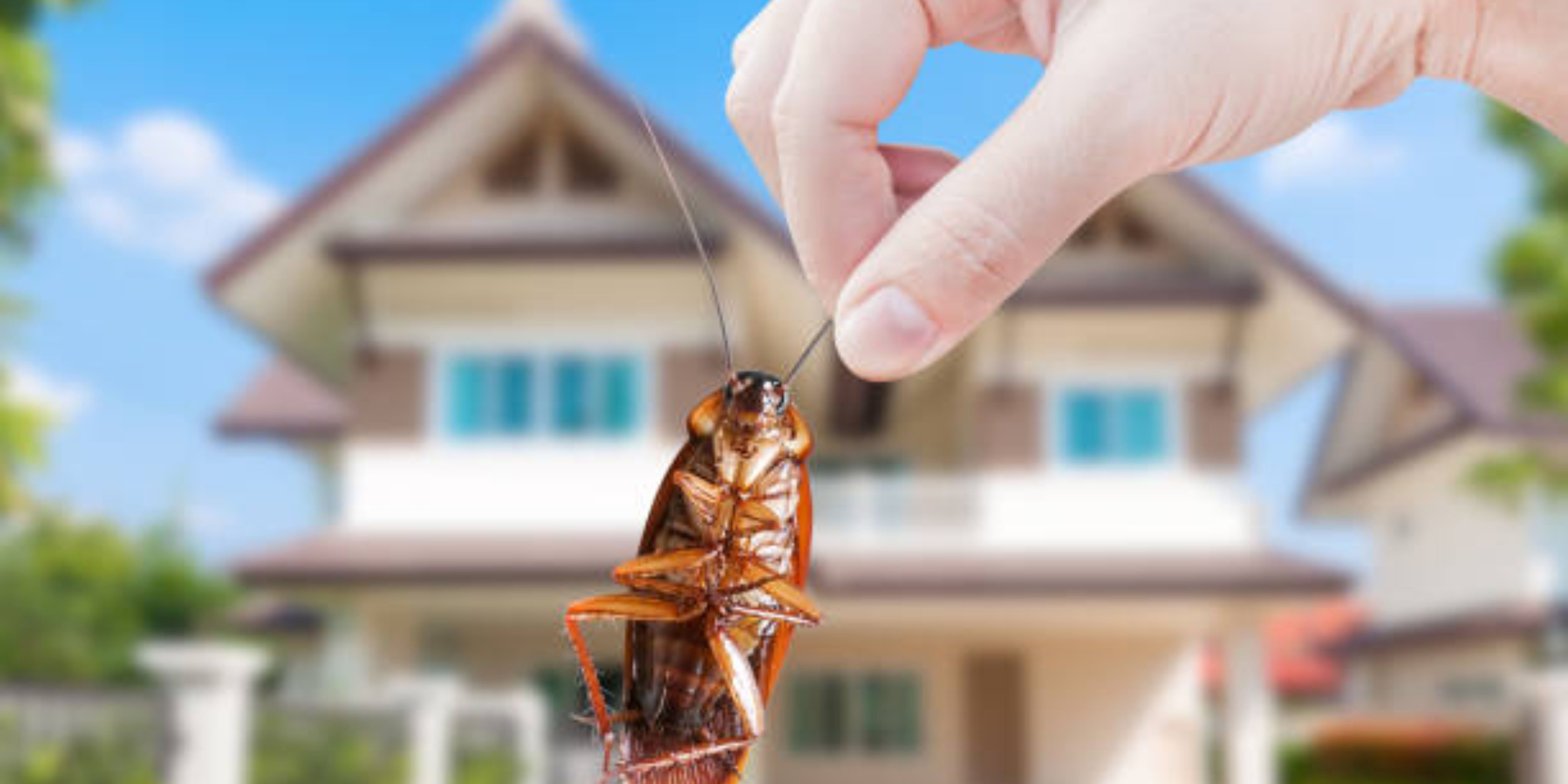 INTECH PEST CONTROL