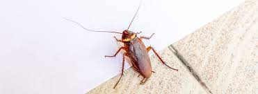 Cockroach Pest Control in Gurugram