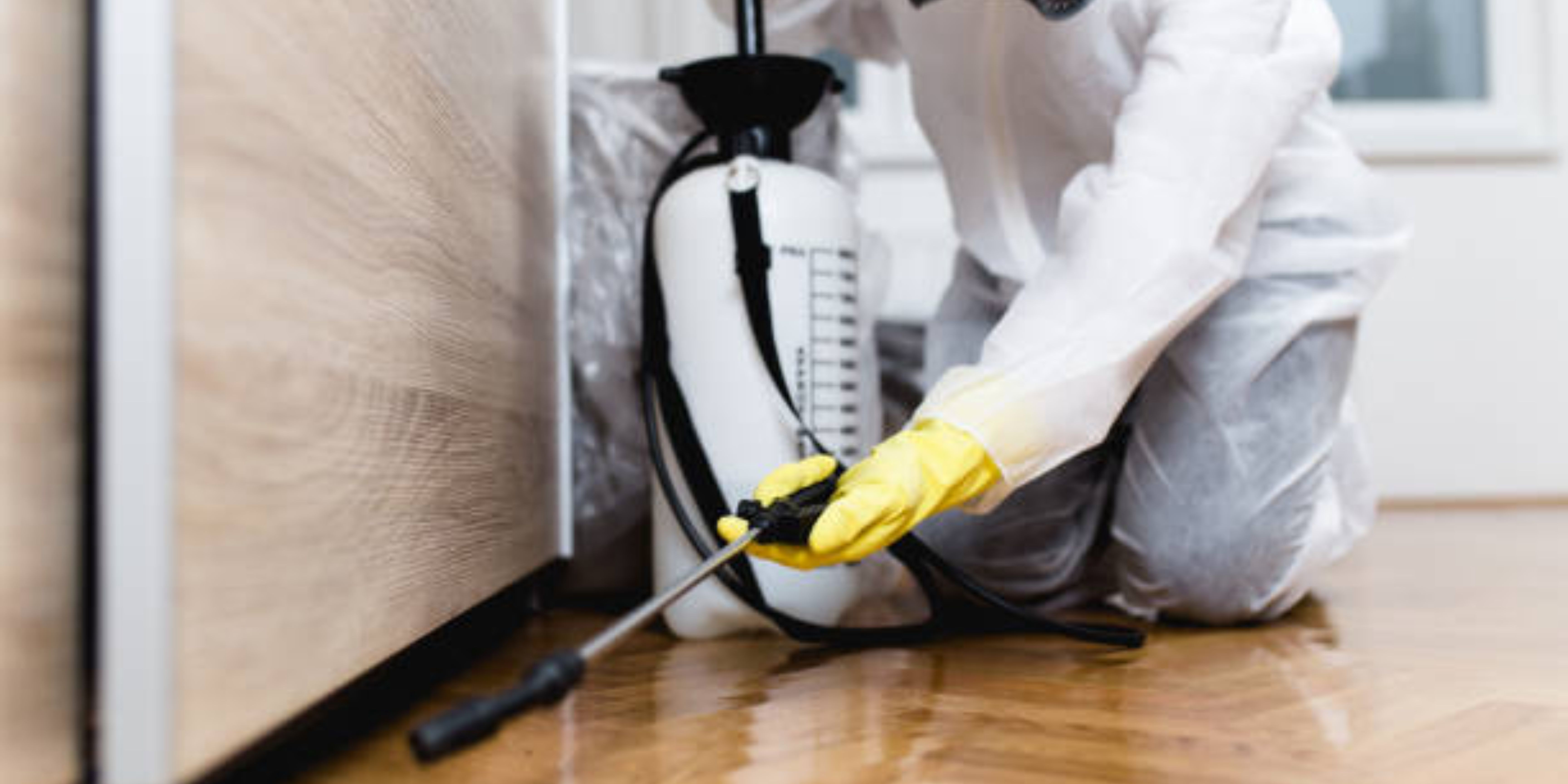 Ants Pest Control in Delhi NCR