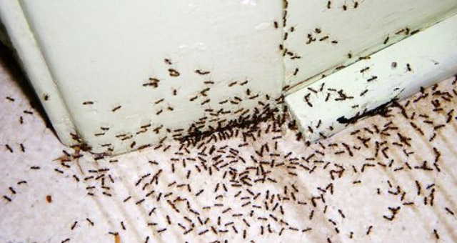 Mosquitoes Pest Control in New Delhi